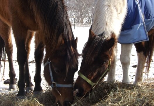 JBsHorseRescue2_03.13