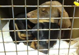 MCSPCA Dog Rescue 1