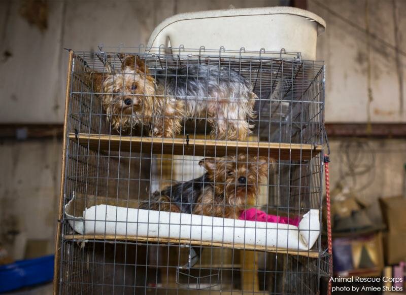 yorkie rescue tn bissell pet foundation bpf awards emergency funds for puppy mill rescue in tennessee yorkie rescue tn bissell pet foundation bpf awards emergency funds for puppy mill rescue in tennessee