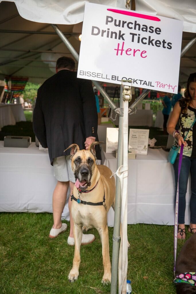 Dog-Blog
