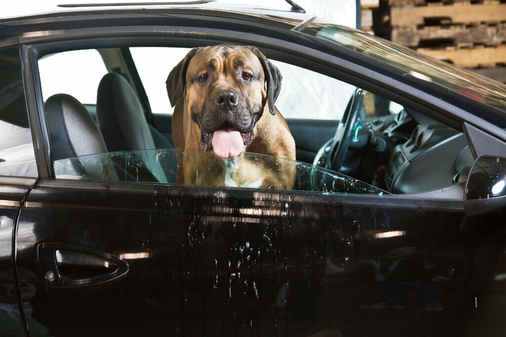 Dog in Car