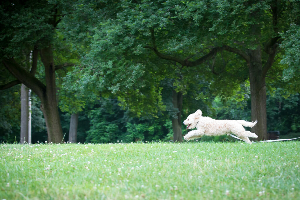 grumpypups-20160711-R48C5718