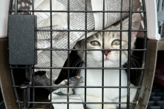 Chaton à bord du transport d’ouragan BPF.