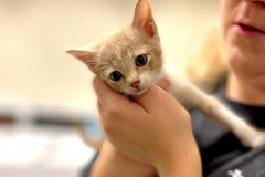 Le chat transporté par la BISSELL Pet Foundation reçoit des soins du personnel du refuge.