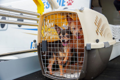 Les Chihuahuas transportés lors des efforts de réponse aux ouragans.