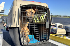 Un chien transporté des refuges de l’ouest de la Caroline du Nord attend d’embarquer dans l’avion.
