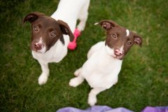 Bissell-Blocktail-2025-215