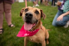 Bissell-Blocktail-2025-228