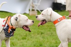 Bissell-Blocktail-2025-304