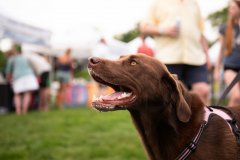 Bissell-Blocktail-2025-308