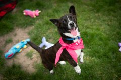 Bissell-Blocktail-2025-4