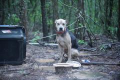 Newton, Miss. Animal Cruelty Case