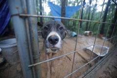 Newton, Miss. Animal Cruelty Case