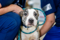 2024-07_OPFTFClinic_Day3-Dogs37