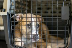 2026-04-22_Transport-20