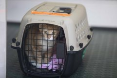 The Humane Society of Naples and Bissell Pet Foundation prepare rescued animals to be airlifted from Hurricane Ian to be relocated to other areas of the United States of America in Naples, Fl. Wednesday Ocotober 5th 2022.    Erik Kellar Photographer