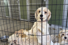 20250228_142311310_iOS