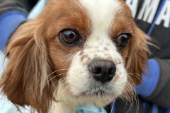 481082157_1195534305273903_5717086488385321285_n