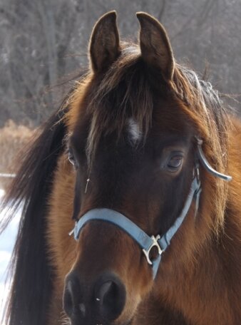 JBsHorseRescue1_03.13