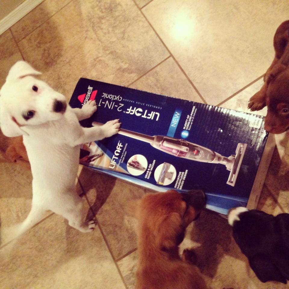 Everything You Need to Know About the Partners for Pets Program