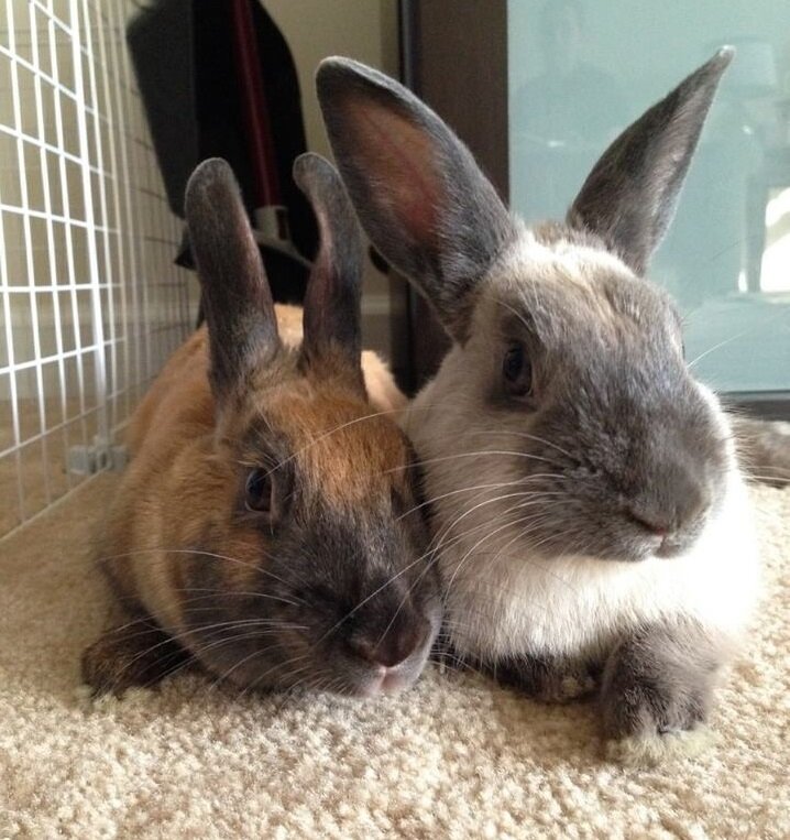 Chestnut and Dancer Luv N Bunns