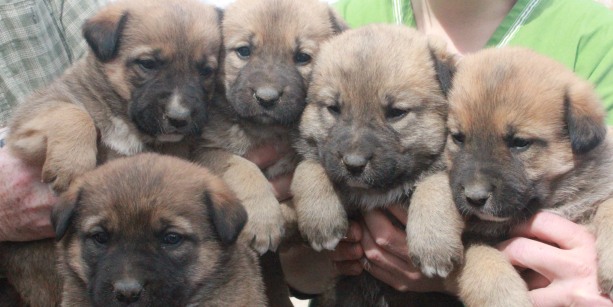 puppy adoption center