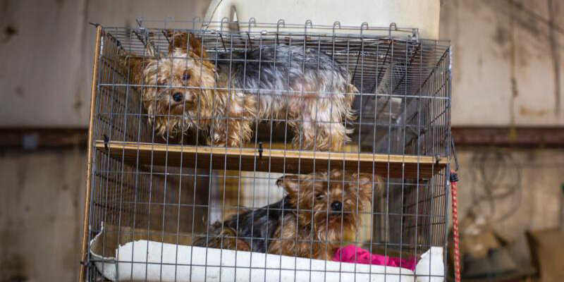 Bpf Awards Emergency Funds For Puppy Mill Rescue In Tennessee