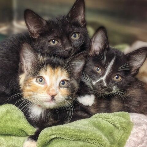 Kittens Maricopa AZ
