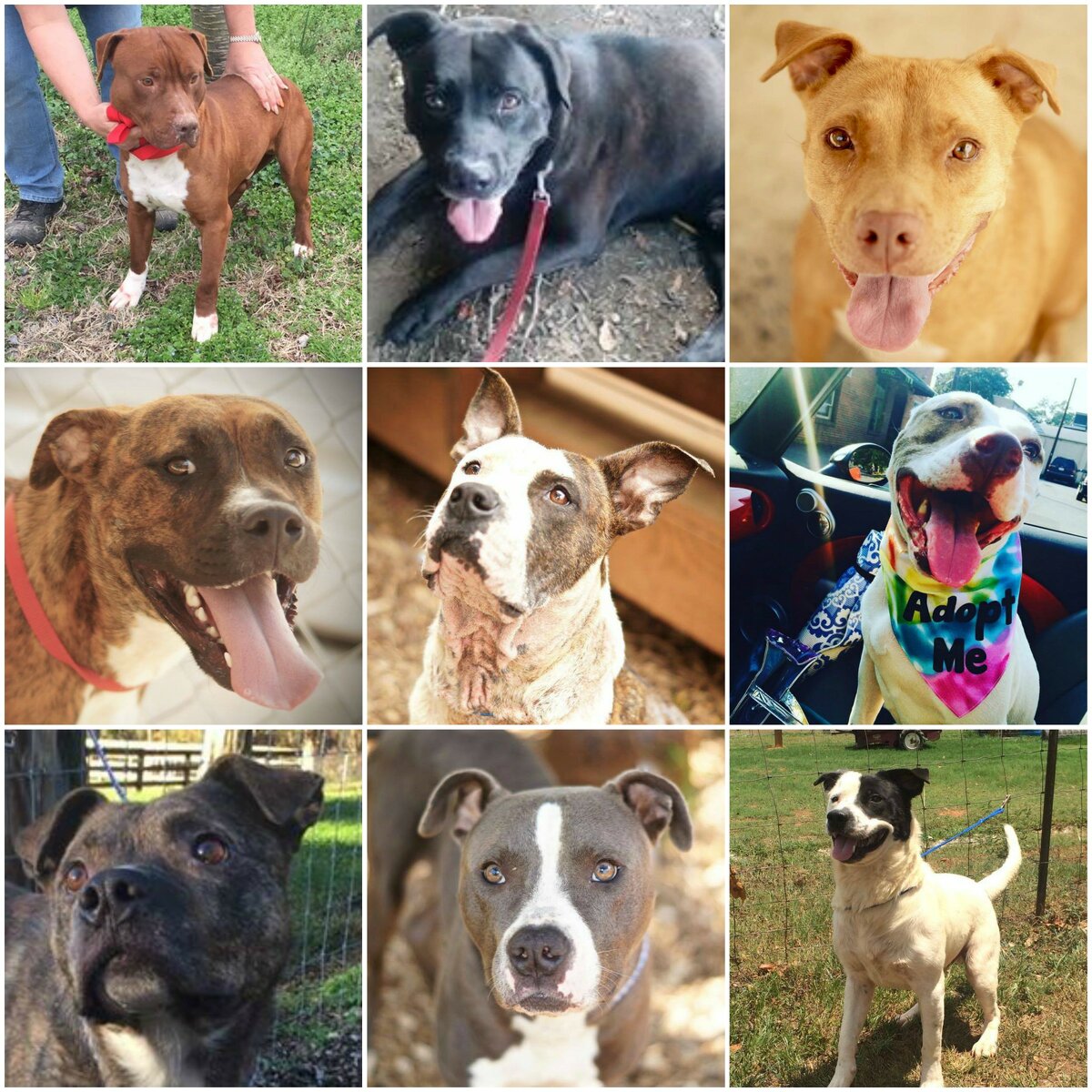 NC Heartworm Dogs