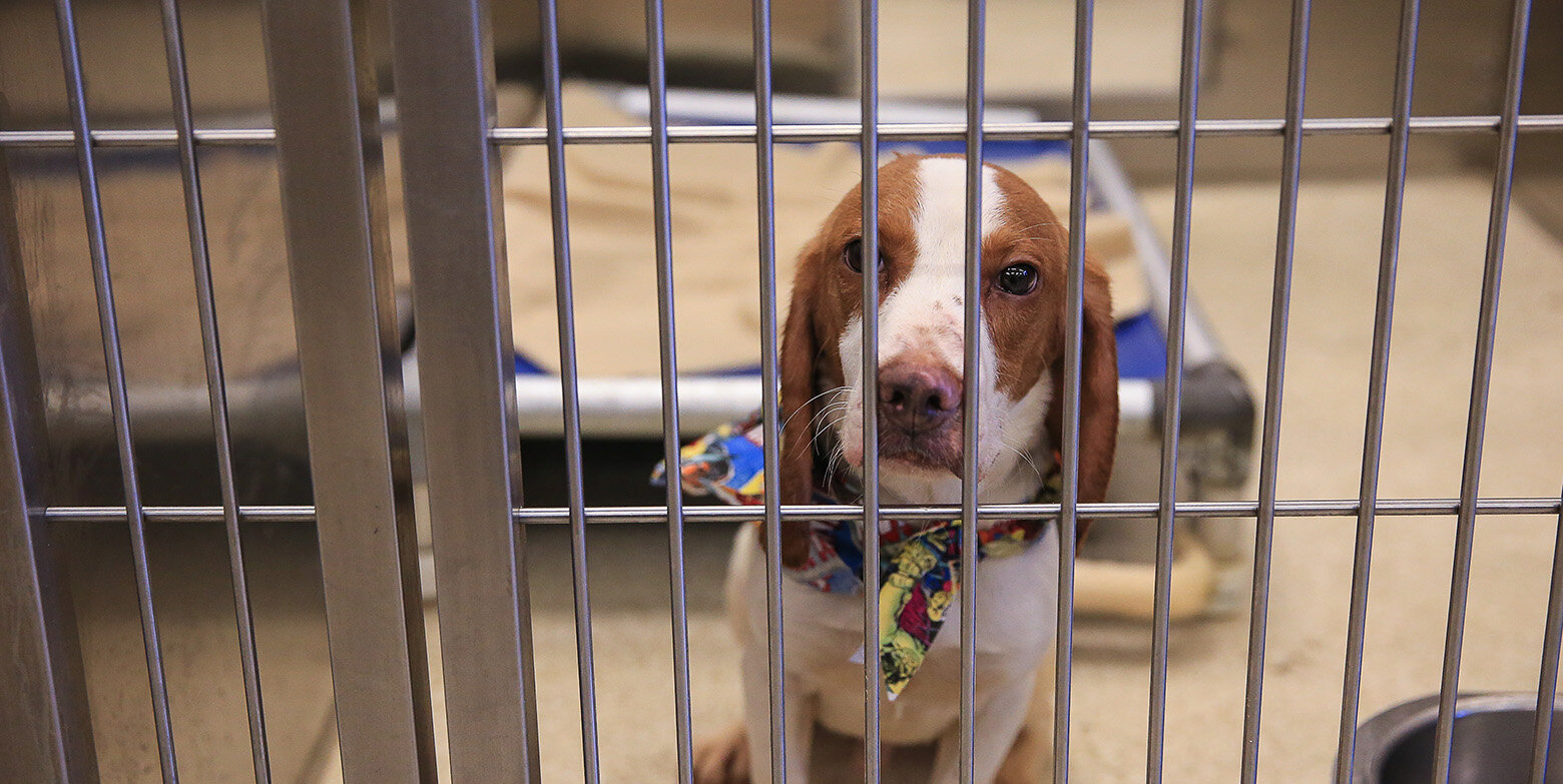 Is a pet your property or a sentient being with feelings?