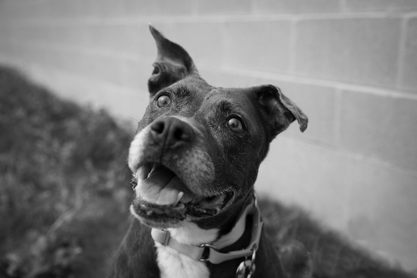 Partners for Pets FAQ