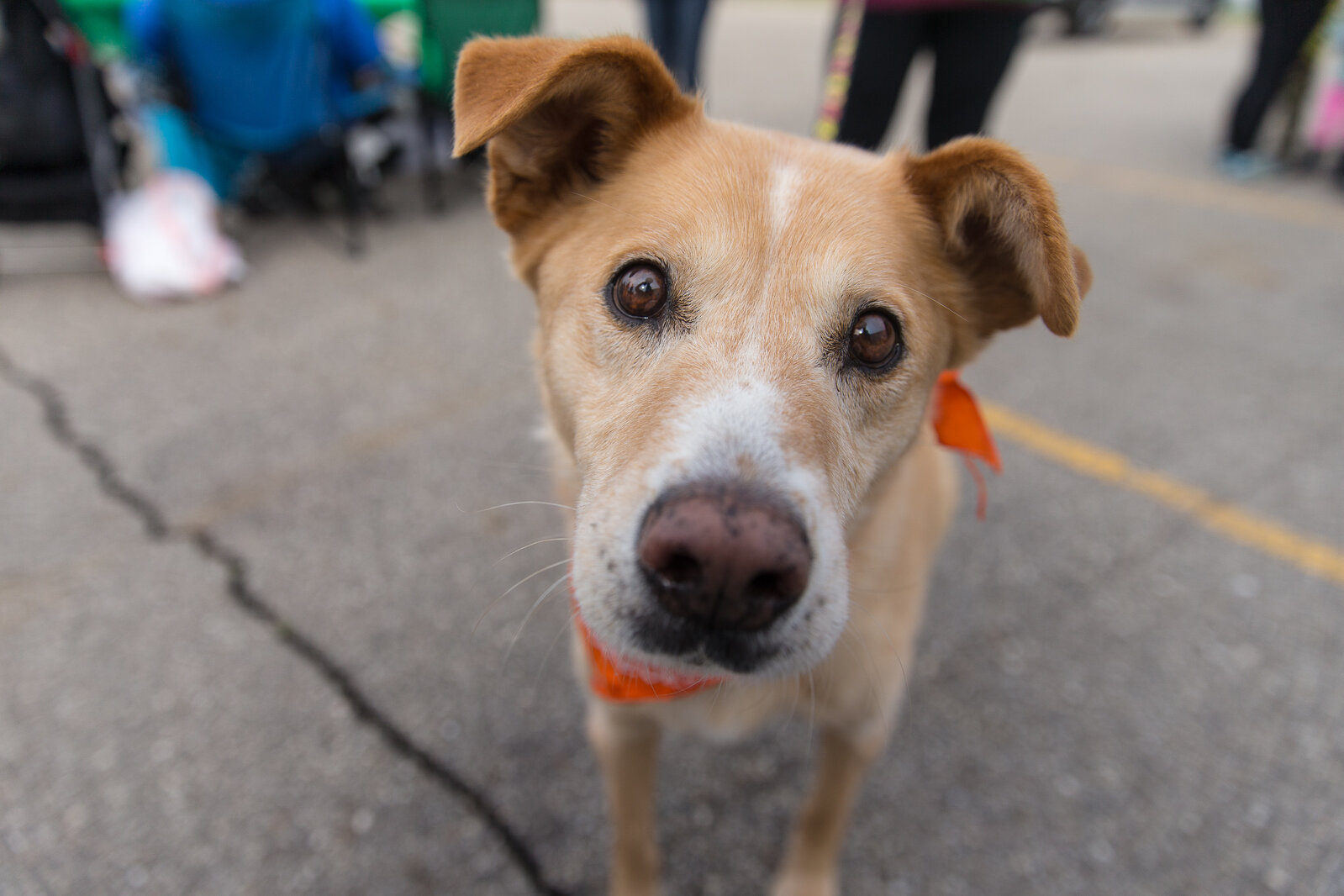 happy tails puppies puppy mill