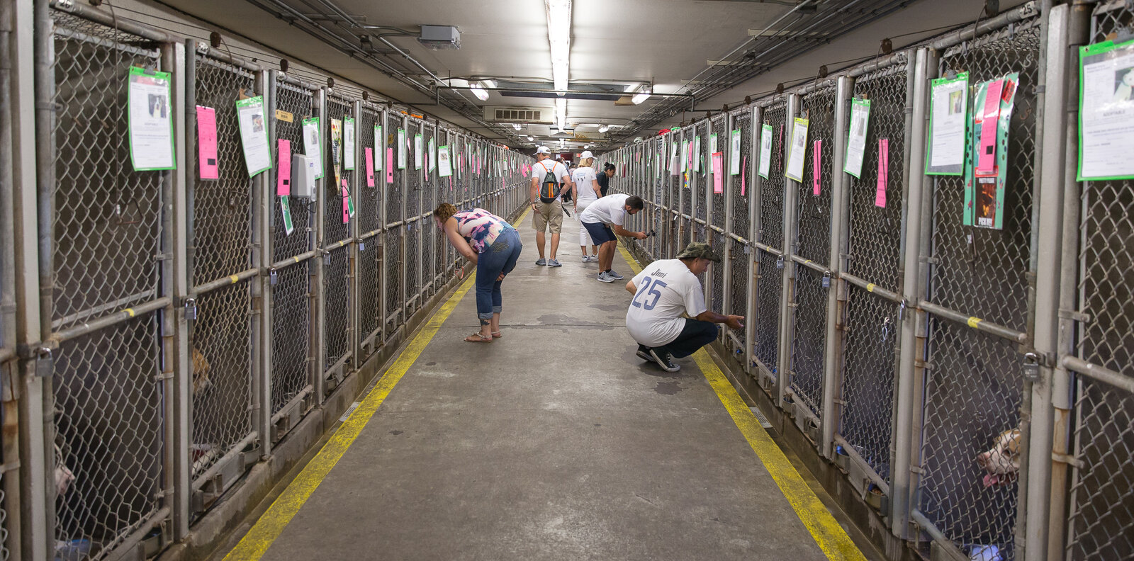 Want to save thousands of homeless pets?