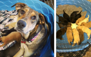 Every spay and neuter makes a difference. These stories from BPF’s Partners are perfect examples!