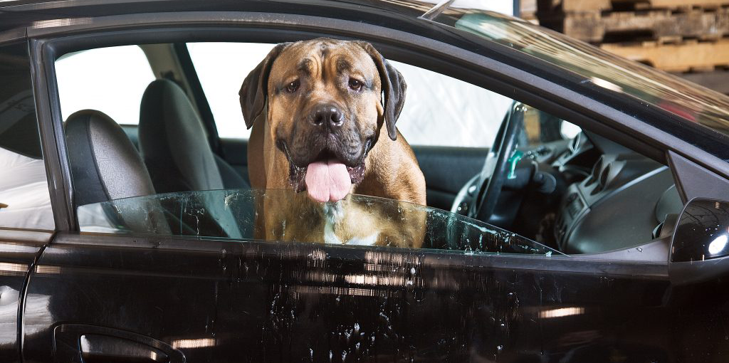 Dogs in Hot Cars. Know Your State’s Laws. 2 minute read