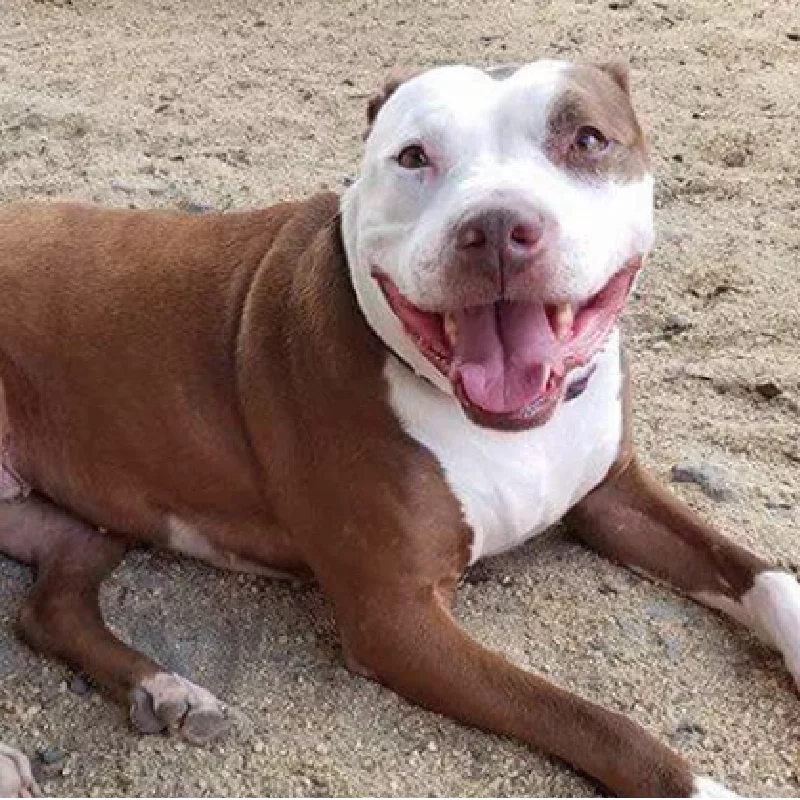 A happy white and red pit bull mix