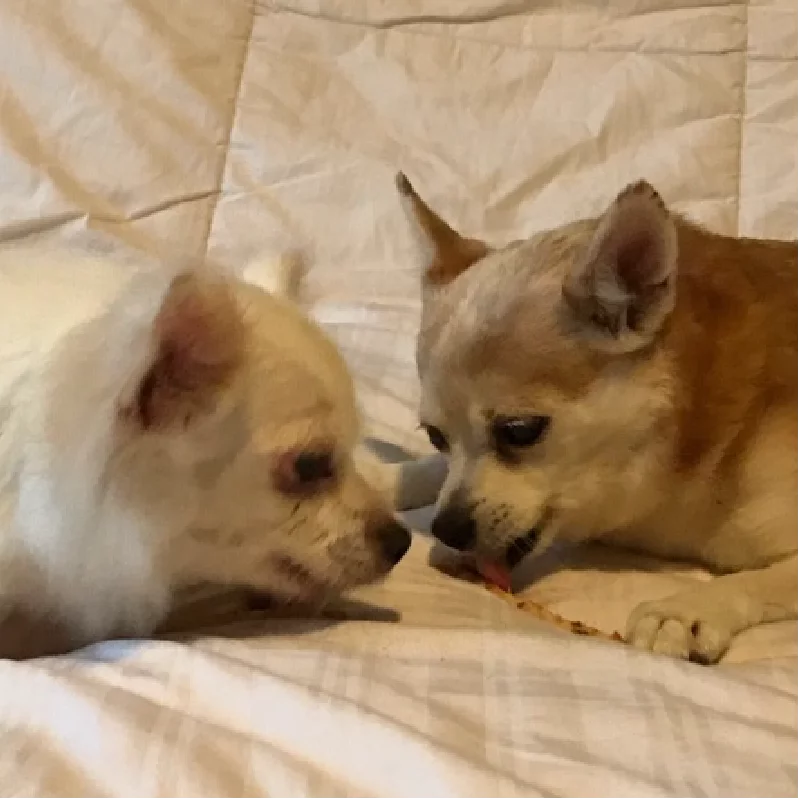 Two senior chihuahua dogs