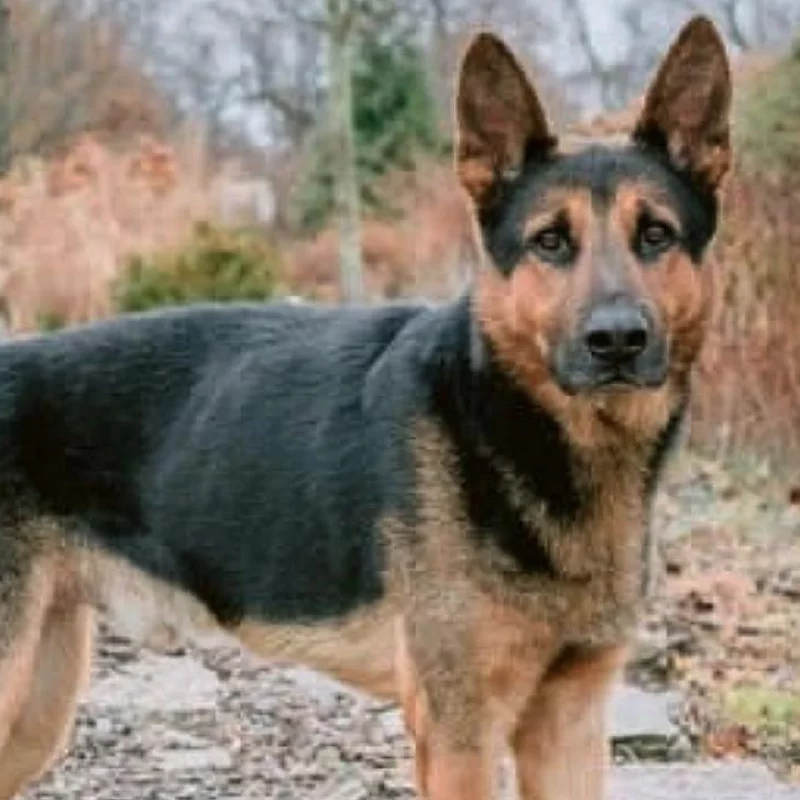 German Shepard dog