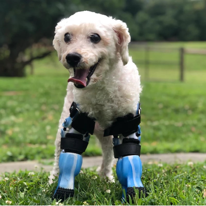 Small white dog with two prosthetics for his front legs