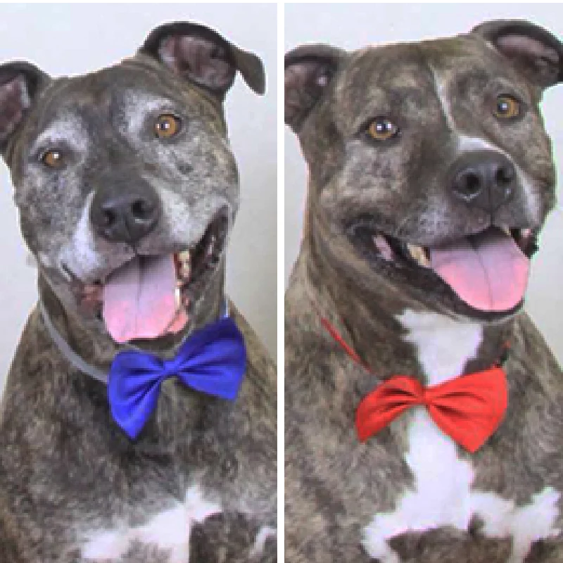 Two happy pit bull mixes