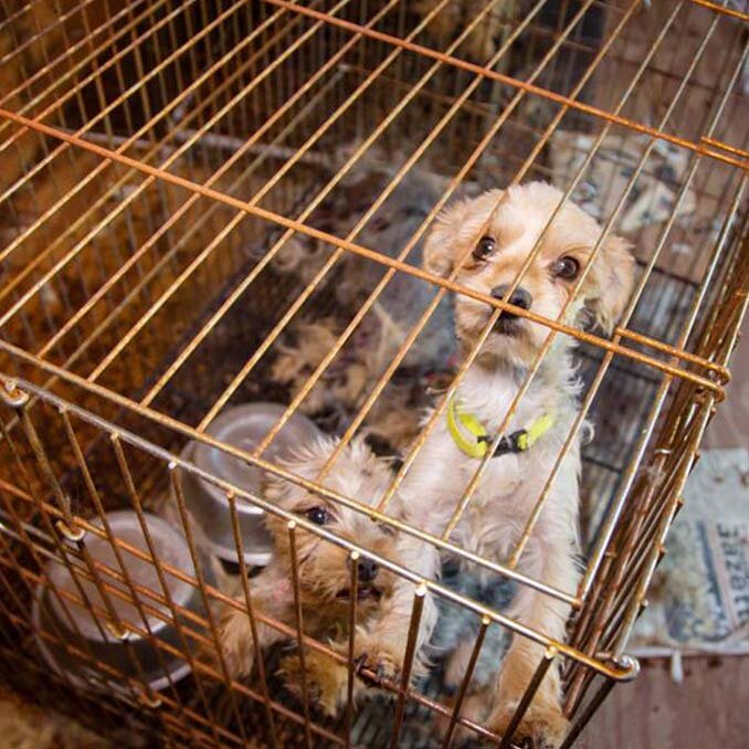 Don t Get Tricked by Puppy Mills BISSELL Pet Foundation