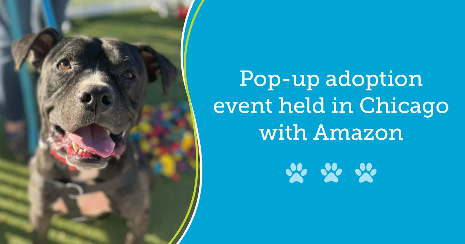 BISSELL Pet Foundation Partners with Amazon for Adoption Event - BISSELL Pet  Foundation