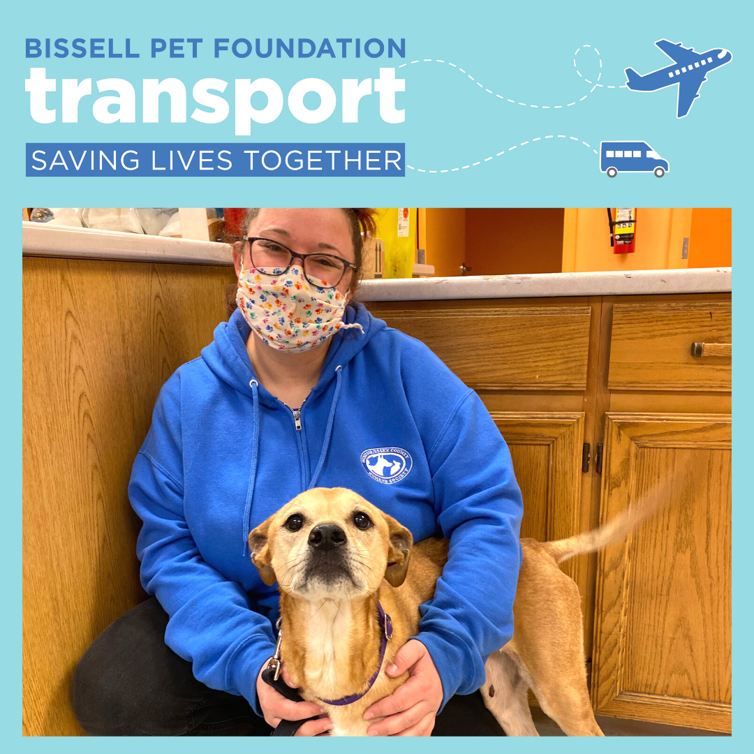 First Transport Flight of 2022 Give Texas Dogs a New Start in Canada -  BISSELL Pet Foundation