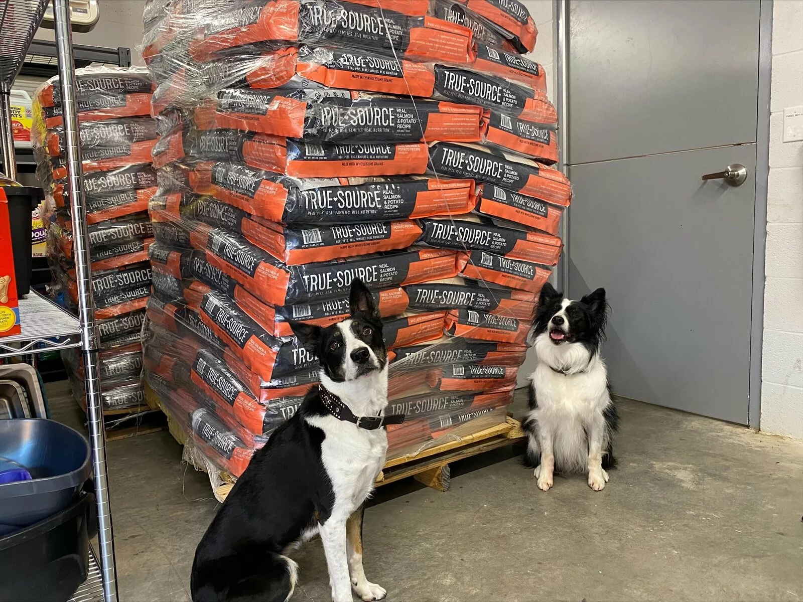 two border collie type dogs in front of a pallet of food