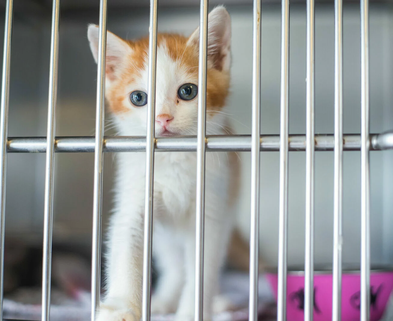orange and white kitten in a shelter kennel