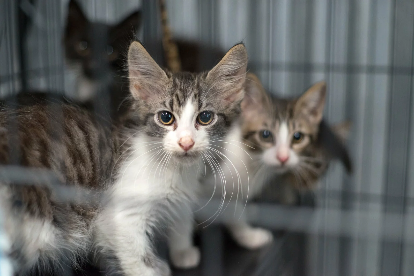 Group of kittens in the shelter