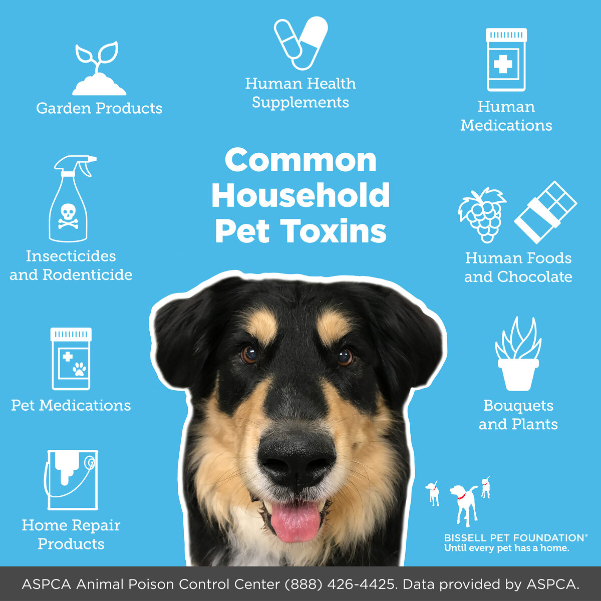 3 Common Household Items That Could Be Lethal to Your Dog