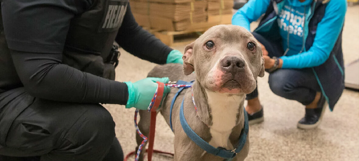 Blue gray pitbull receiving vet care.
