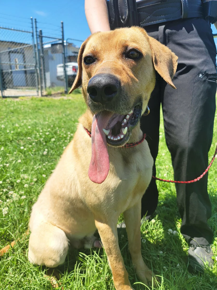 yellow lab Pluto with tongue out