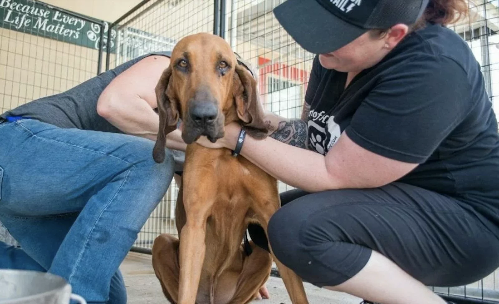 bloodhound dog being microchipped